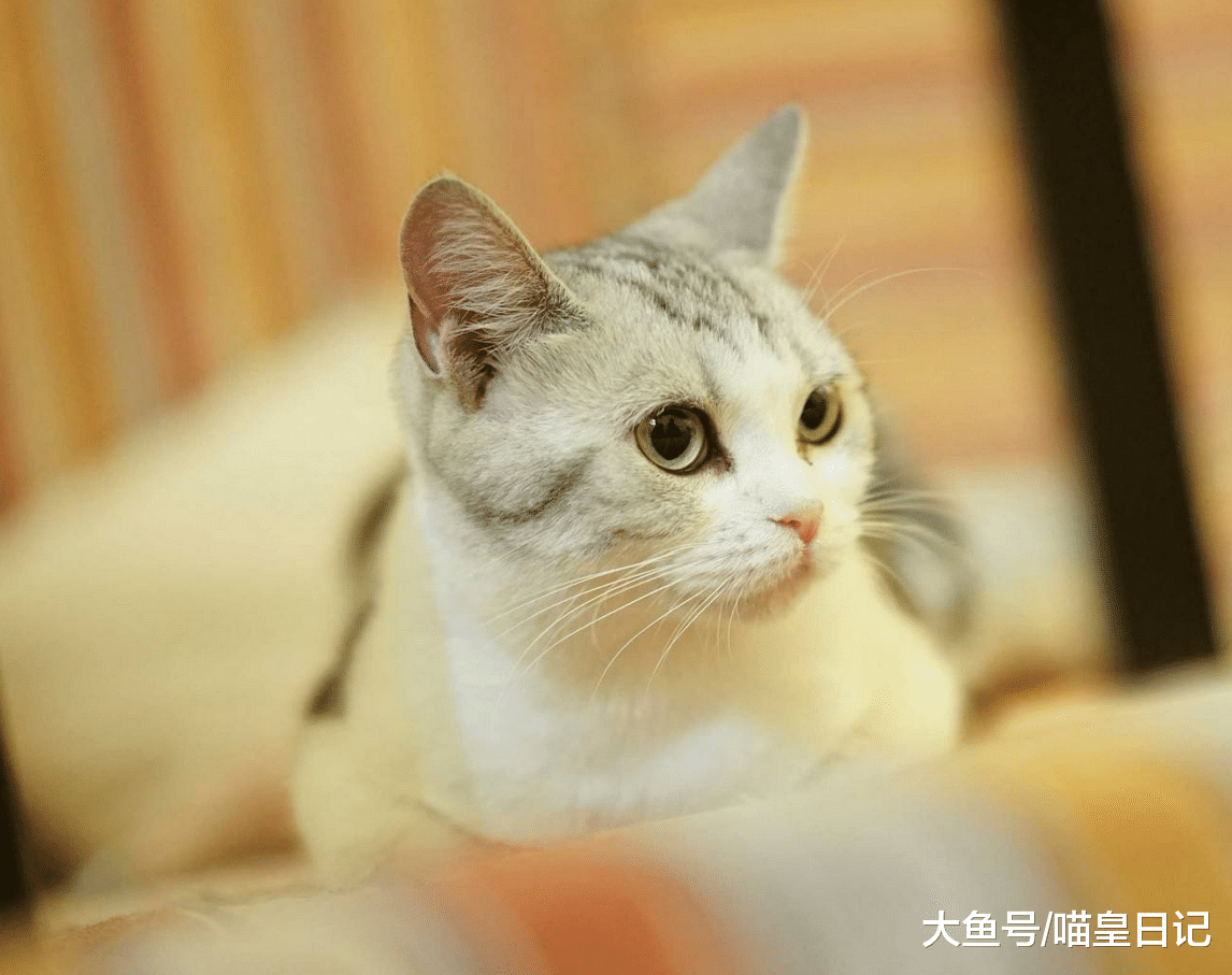 养猫小课堂: 资深铲屎官教你遛猫的正确姿势, 以下三点要记牢!