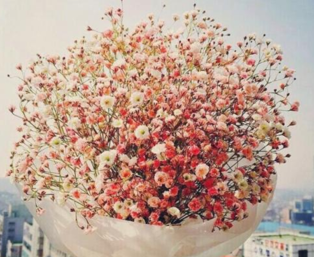 滿天星是蓬松輕盈的小花，是適合搭配其他植物的好配角