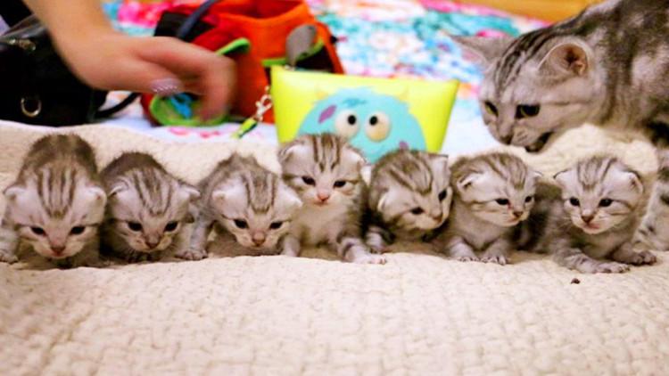 貓崽的牙掉了！別怕，可能是在換牙了