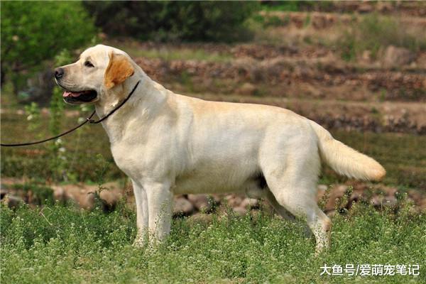 拉布拉多贪玩不愿意回家，主人只能把它拽回去，汪：我不要面子吗