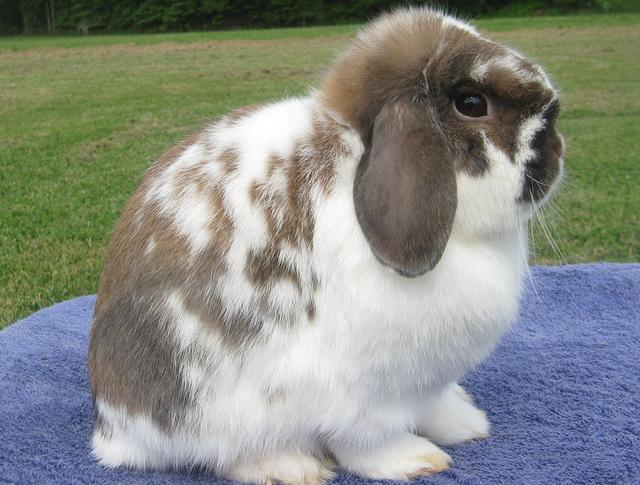 和中秋节关系最密切的宠物兔，流行3大品种，最正宗的却濒临失宠