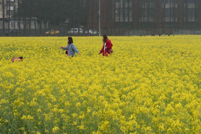 一萱摄影 油菜花海怎样拍才好看 油菜花的拍摄技巧