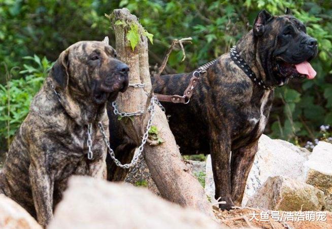 被狗攻击应该怎么办？这5个办法很好用，学会运用后，不需要害怕狗了