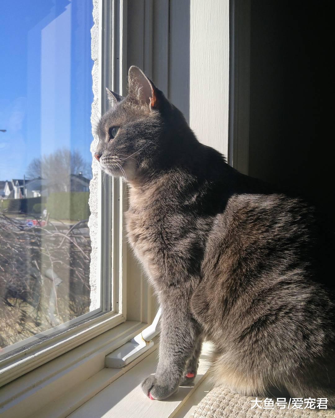 猫咪突然在家里乱尿尿了，是什么原因？该怎么办？