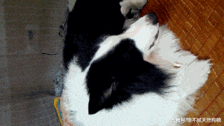 最“没用”的5种狗狗, 胆小如鼠, 就一个字——“怂”!