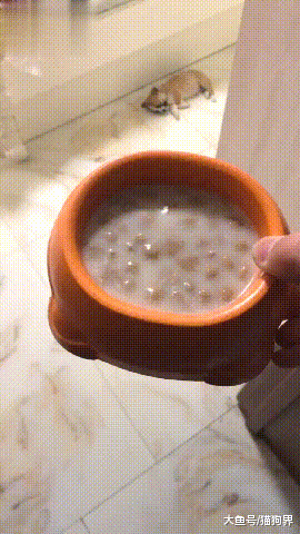 主人: 我用奶给你泡的狗粮, 老香了! 狗子: 你确定这不是珍珠奶茶