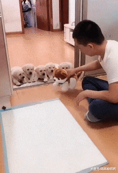 为教育小奶狗定点拉撒，主人煞费苦心倾情演绎，只是最后结局太惨了……