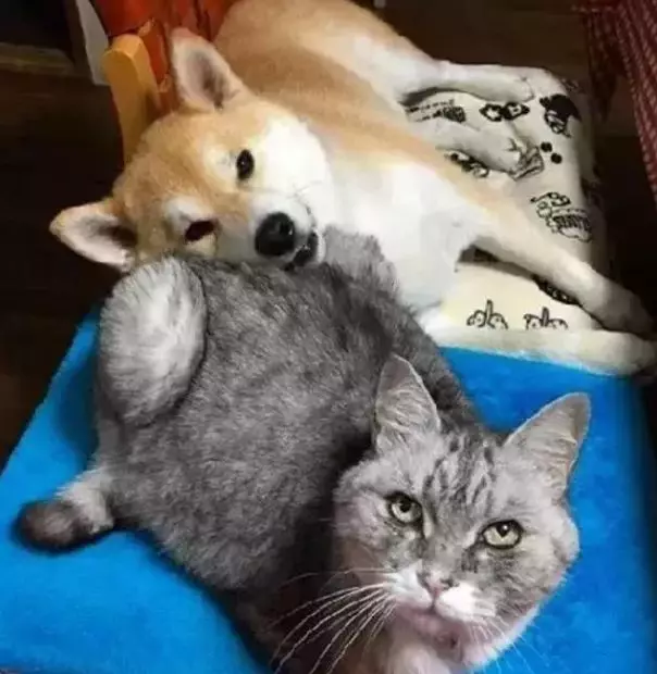 一起长大的猫咪去世后，狗狗变得越来越忧郁，直到这只橘猫的出现