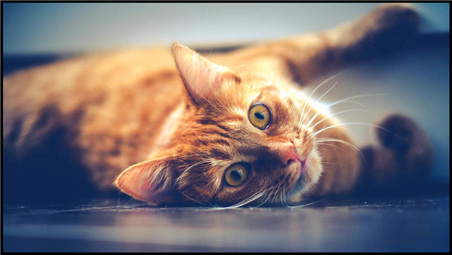 猫星人难道只能吃猫粮吗？其实并不是，这几种肉类它们都爱吃