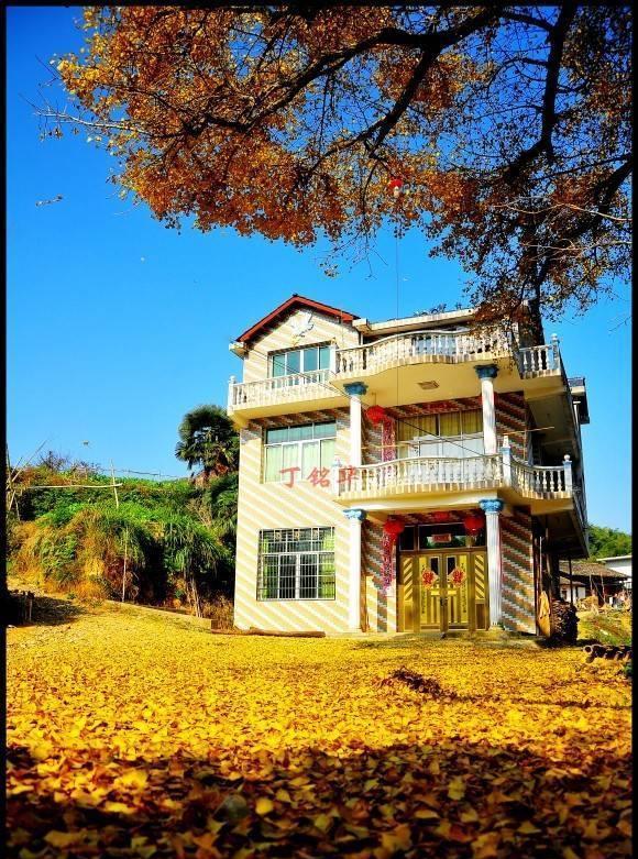 江西这十大“寿星”出炉，铅山的“银杏树王”与孔夫子同时代