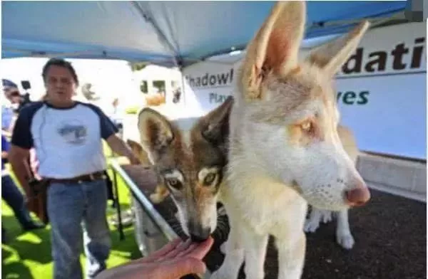 夫妇救下一头母狼，带回家被狗狗看上了，生下宝宝后主人傻眼了