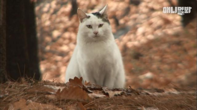 猫咪一只待在原地, 只因被主人抛弃, 在原地等人带回家