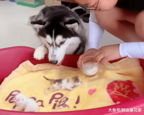 主人在喂未满月小猫喝奶，哈士奇却安静守候，结局让人笑喷