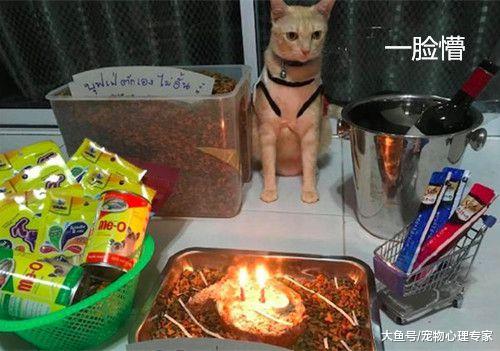 女子贴心为猫咪庆祝生日，这画面怎么看都怪怪的：悬疑剧？