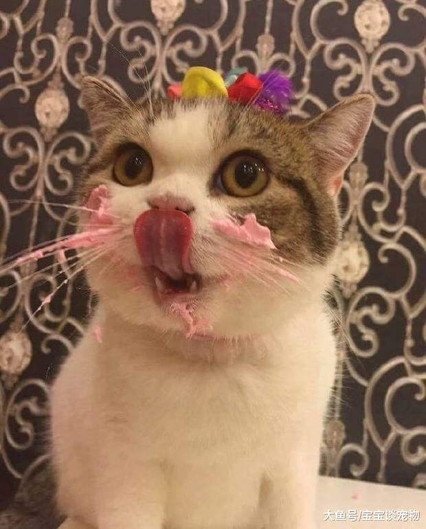 帮猫咪过生日，没想到牠吃了生日蛋糕后，超萌变化真的让人完全融化