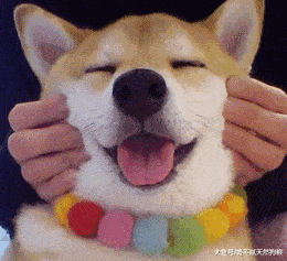 狗狗带给你的这些东西，不是用钱来衡量的