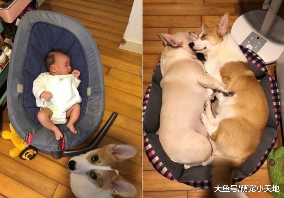 遇到小孩就没辙！破坏王柯基见宝贝弟弟秒安静，窝床边照顾