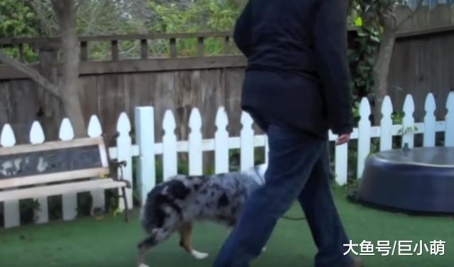 你觉得家里狗狗听话吗？看看这10个小测试，能通过多少