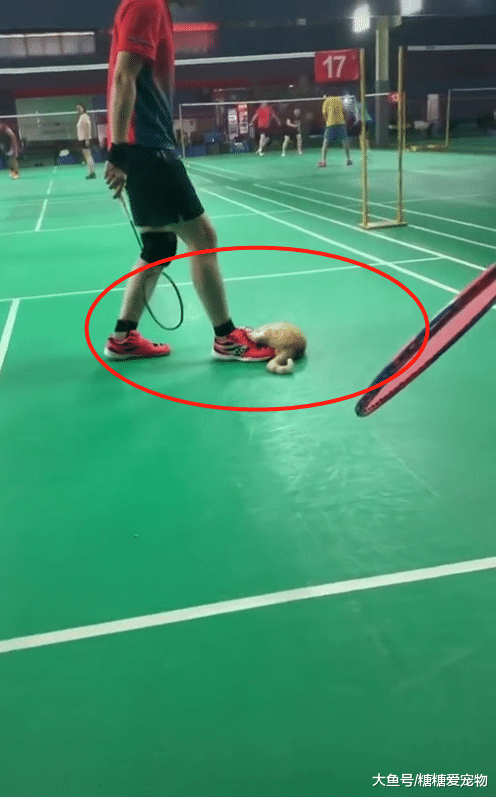 橘猫霸占了羽毛球场，网友看后哭笑不得：你可真是个小恶霸！