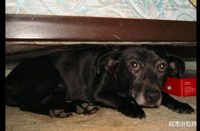 狗狗被收养一个月后仍不开心，意外发现的一封信，解释了所有原因