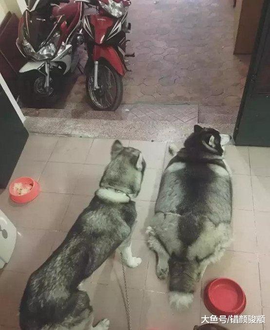 铲屎的养了两只哈士奇，每次带出门，见到的人都笑到胃疼……