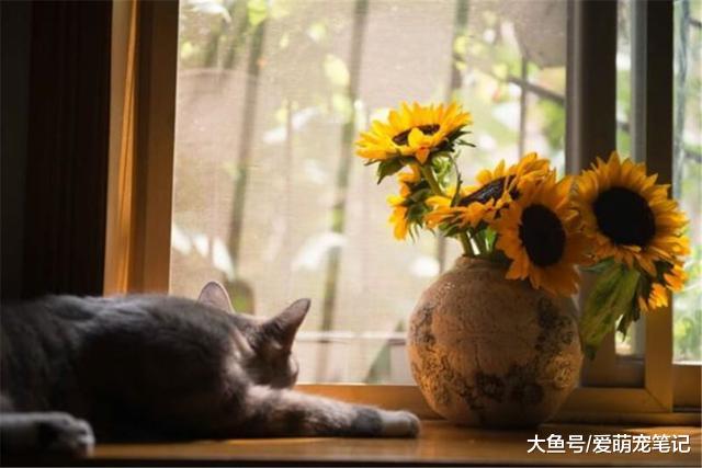 散养的猫咪，呆在室内会不习惯？做到这样就能让它们适应室内生活