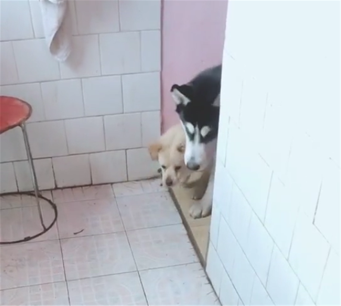 哈士奇和田园犬到厨房偷鱼, 鱼在地上来回蹦, 狗子的表现亮了……