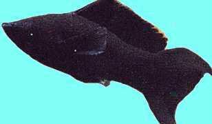 黑玛丽又名黑摩利花鳉科