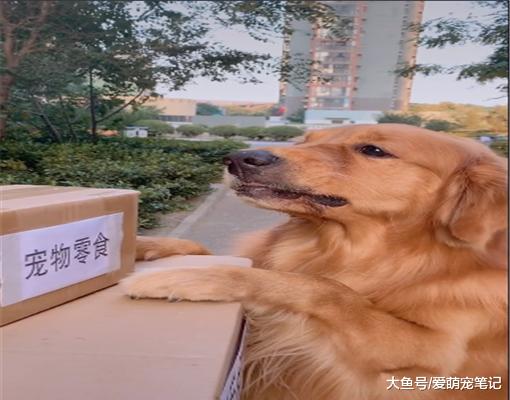 金毛辛辛苦苦去拿快递，结果发现自己的分量最小，汪：狗生太难了
