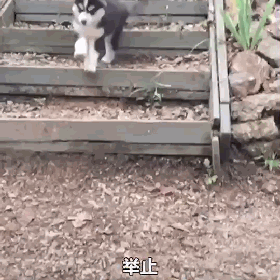 担心养到假哈士奇？不用怕，只要它有这四个特点，保证是条纯哈