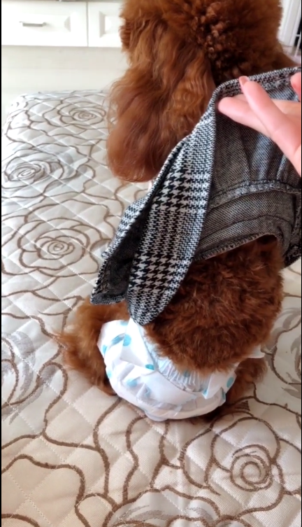 泰迪狗狗也有生理期, 主人如何照顾? 说多喝热水的你就闭嘴吧!