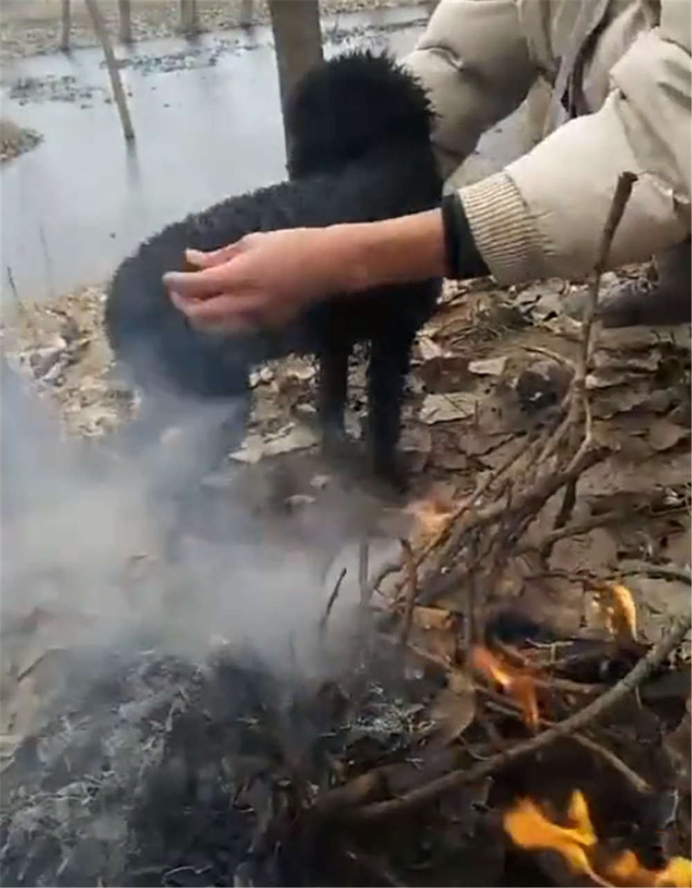 泰迪掉进河里出不来, 主人拿出铁锹施救, 最后的结局暖心了……