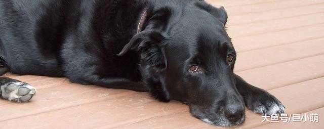 狗狗分离焦虑到学狼叫，真是伤心又伤身，用这5招改善它