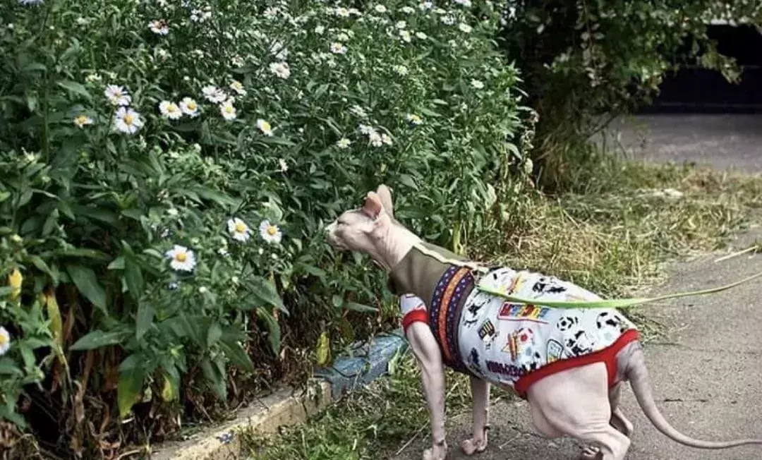 在极其寒冷的俄罗斯冬天，无毛猫是怎样生活的？