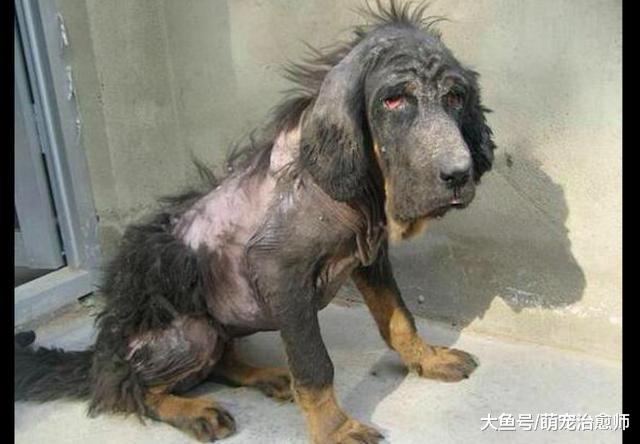 有人將患病的狗扔進垃圾箱里，好心阿姨將它帶回家打針輸液治療！