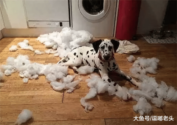 见过拆宝马的狗子没？铲屎官：看到后我想哭