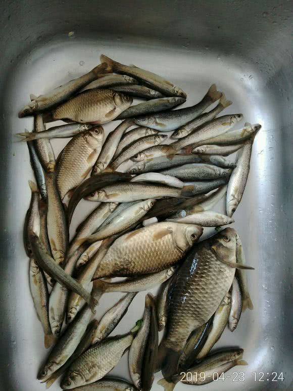 石缝里能长出鱼来？几十年前的采石坑，竟生活许多“怪鱼”