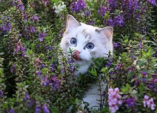 带猫咪去花丛中赏花，结果吸引了无数路人的目光，瞬间秒变明星猫