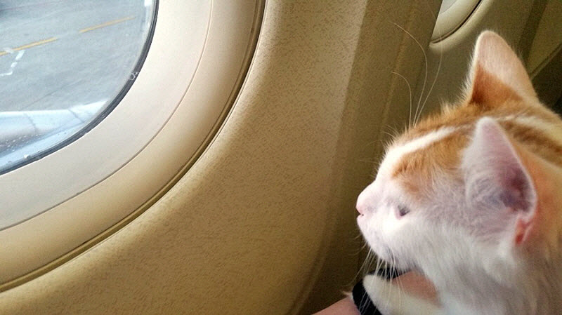 真事！科技公司的CEO竟然聘任两只猫咪为员工并带它们到处旅行
