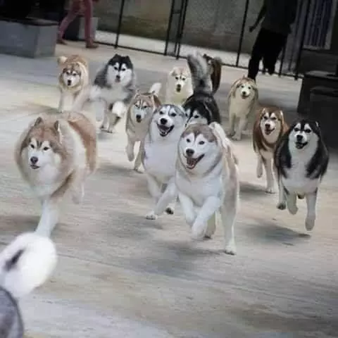 哈士奇“三世同堂”共计20只，主人平时的日常是这样的