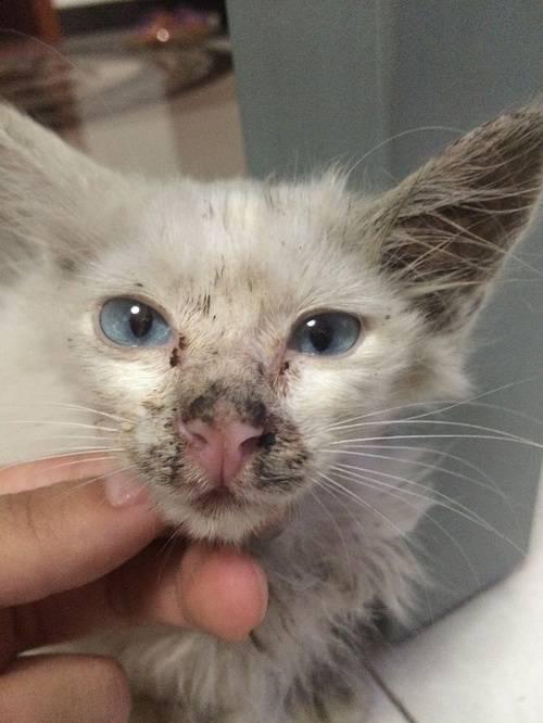 真的是猫大十八变啊！这还是我捡回来的流浪猫吗？