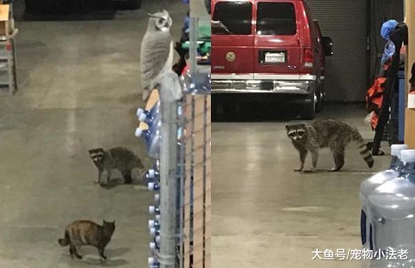 消防貓遭人投訴，被迫離開，送走時拼命抓車窗：不要丟棄我好不好