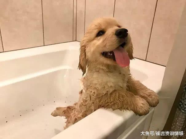 奇葩主人给金毛带牙套，原谅我不厚道地笑了，网友：你是认真的？