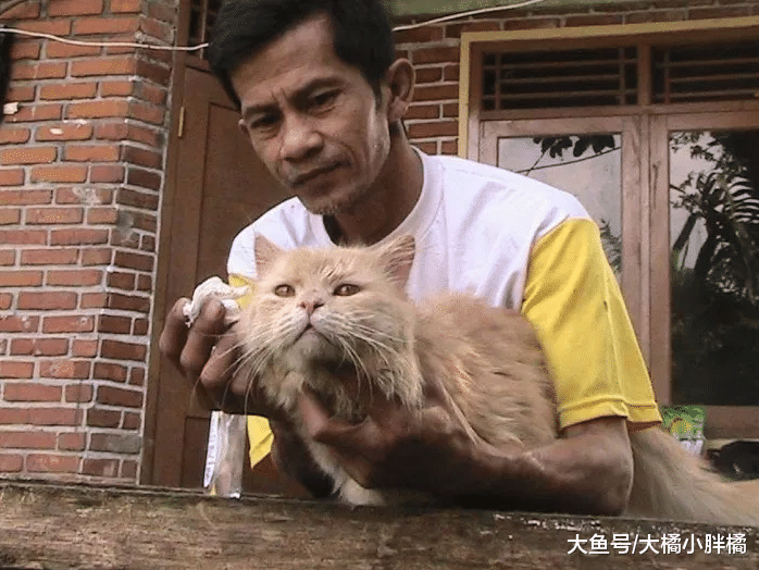 男子坚持40年救助流浪猫，众人深深被他感染，纷纷主动帮助流浪猫