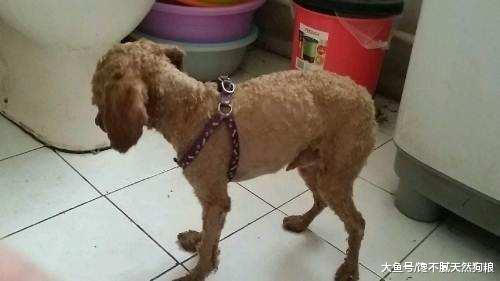 泰迪犬为什么那么瘦？其实原因有5个，铲屎官别忽视了！