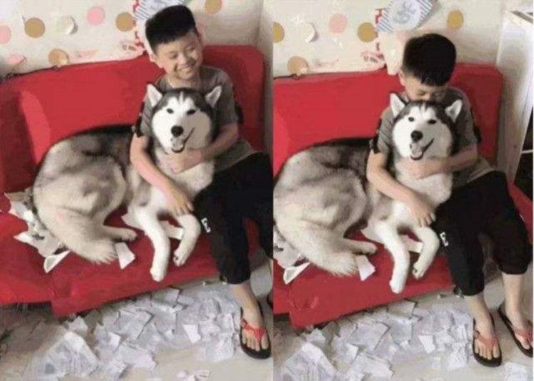 哈士奇撕毁小主人作业, 小主人“气”极了, 反手就是一个么么哒