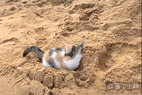 小奶猫来到沙滩上，顿时嗨了：好大的猫砂盆