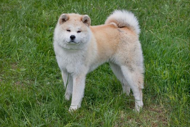 卷尾易區分狼和狗，除了柴犬薩摩，13種卷尾狗你認識幾種？