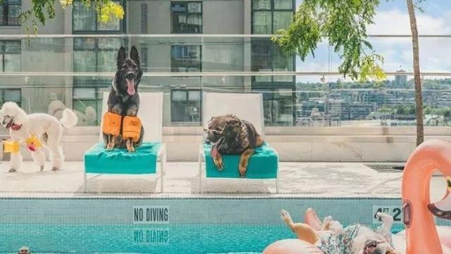 是在拍电影吗？这些帅气警犬执行任务，卖萌、耍帅样样都行！