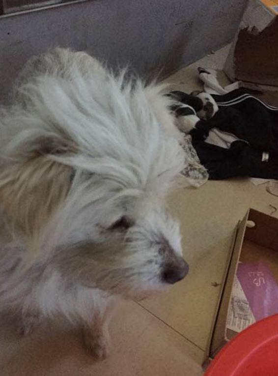 女子给流浪狗买了根火腿肠，吃了一半转身离开，跟踪后让人心酸！